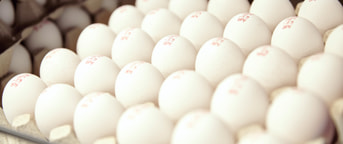 eier-zahlen-und-fakten-migros-gruppe-employer-branding eier-zahlen-und-fakten-migros-gruppe-employer-branding